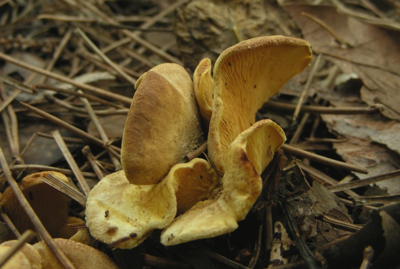 Escursione al parco dei cedri